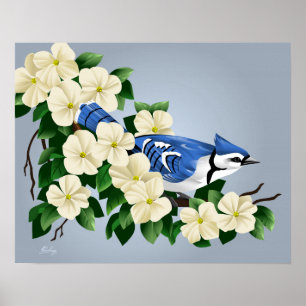 Blue Jay Bland Dogwood Flower Poster