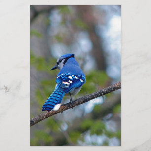 Blue Jay Brevpapper