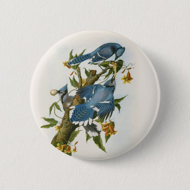 Blue Jay Button Knapp (Framsida)