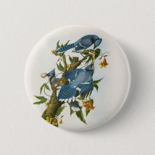 Blue Jay Button Knapp