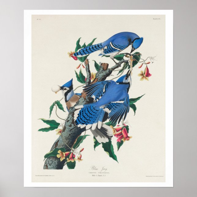 Blue Jay by Audubon Poster (Framsidan)