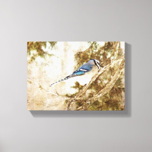Blue Jay Canvastryck (Framsida)