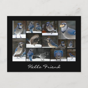 Blue Jay Collage Postcard Vykort