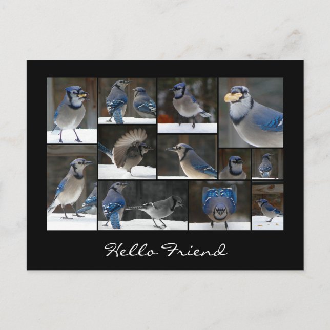 Blue Jay Collage Postcard Vykort (Framsida)