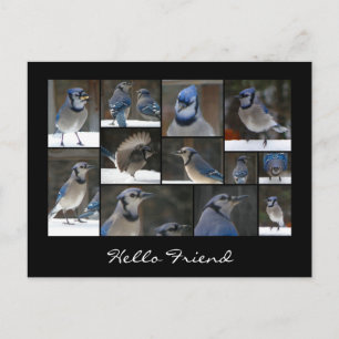 Blue Jay Collage Postcard Vykort