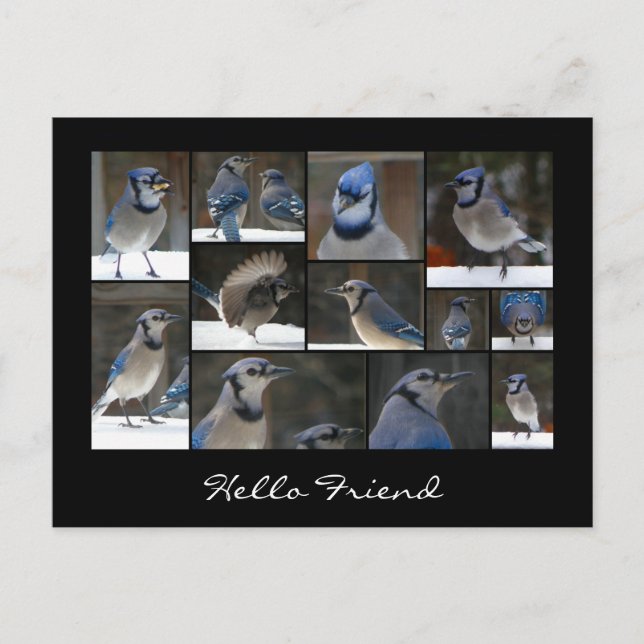 Blue Jay Collage Postcard Vykort (Framsida)