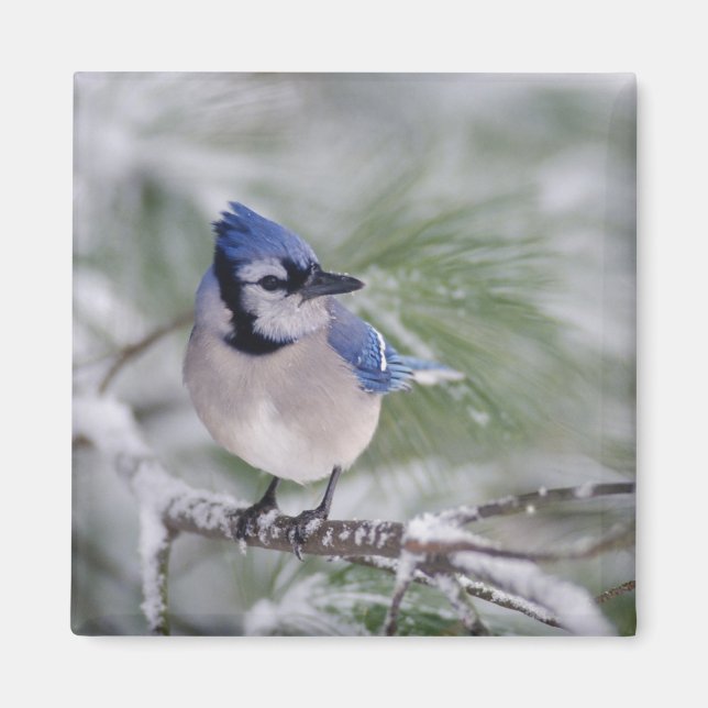 Blue Jay, Cyanocitta cristata Magnet (Framsidan)
