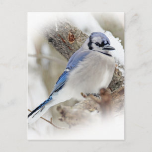 Blue Jay Cyanocitta cristata Vykort