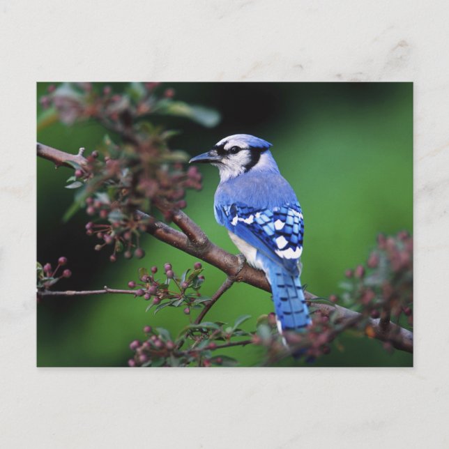 Blue Jay, Cyaoncitta cristata 2 Vykort (Framsida)