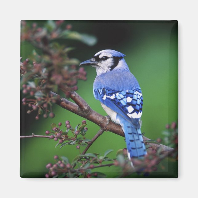 Blue Jay, Cyaoncitta cristata Magnet (Framsidan)