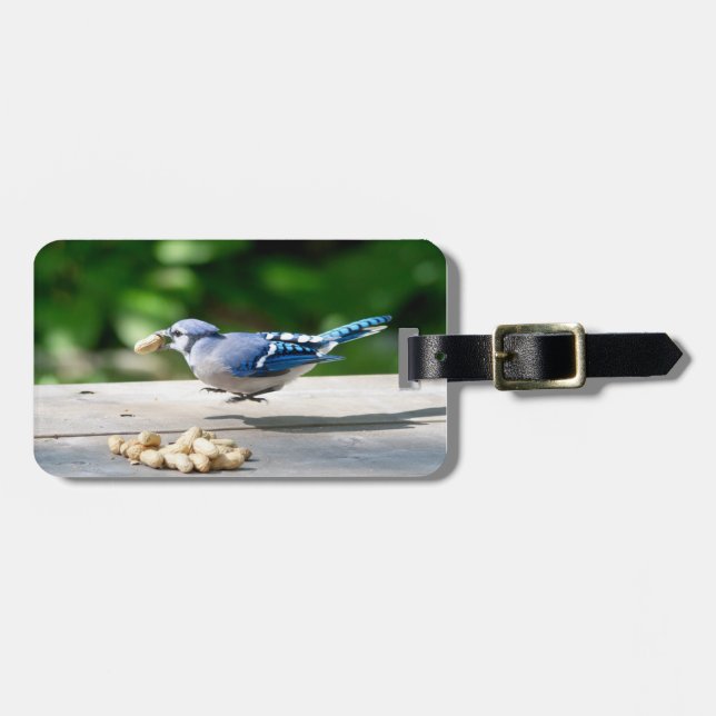 Blue Jay får en jordnöt Bagagebricka (Horisontell Framsida)