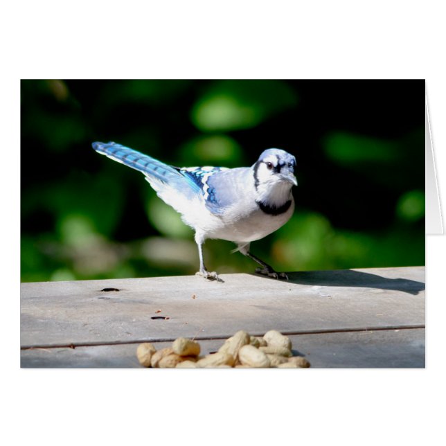 Blue Jay får en jordnöt Hälsningskort (Framsidan Horizontal)