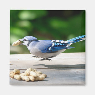 Blue Jay får en jordnöt Magnet