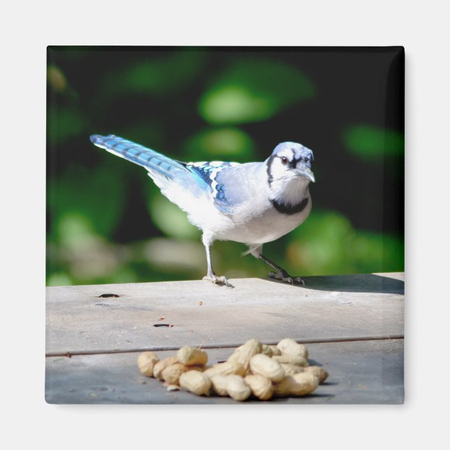 Blue Jay får en jordnöt Magnet (Framsidan)