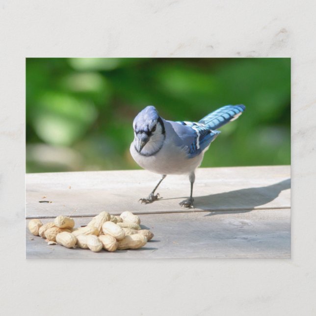 Blue Jay får en jordnöt Vykort (Framsida)