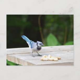 Blue Jay får en jordnöt Vykort