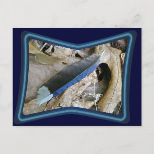 Blue Jay Feather Coordinating Items Vykort