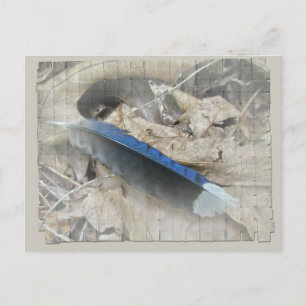 Blue Jay Feather Coordinating Items Vykort