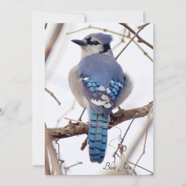 Blue Jay Flat Card (Framsida)
