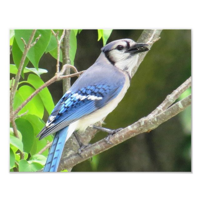 Blue Jay Fototryck (Framsidan)