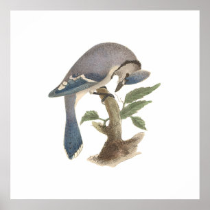 Blue Jay (Garrulus cristatus) Poster