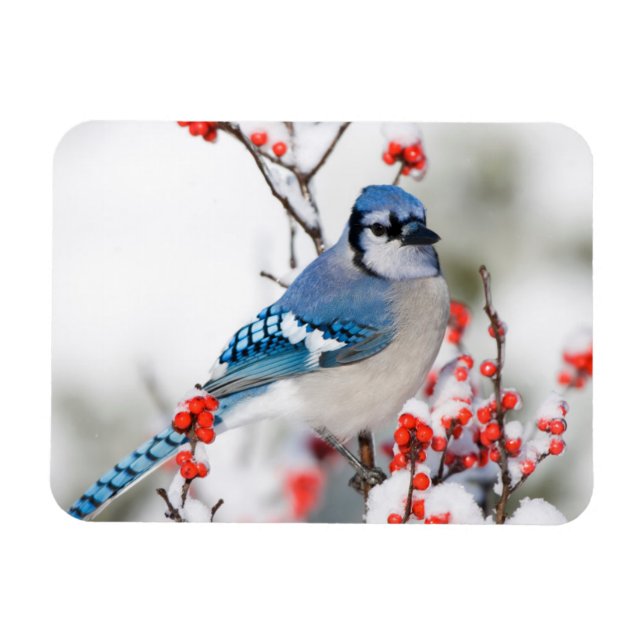 Blue Jay i Common Winterberry Magnet (Horisontell)