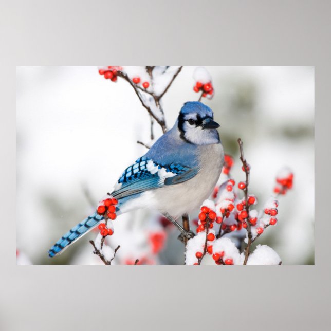 Blue Jay i Common Winterberry Poster (Framsidan)