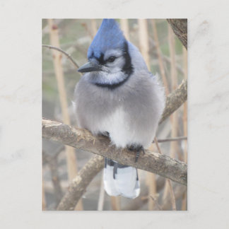 Blue Jay i Elliot Sjö vykort