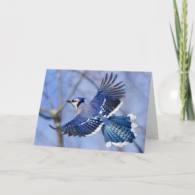 Blue Jay i Flight Greeting Card Kort (Framsida)