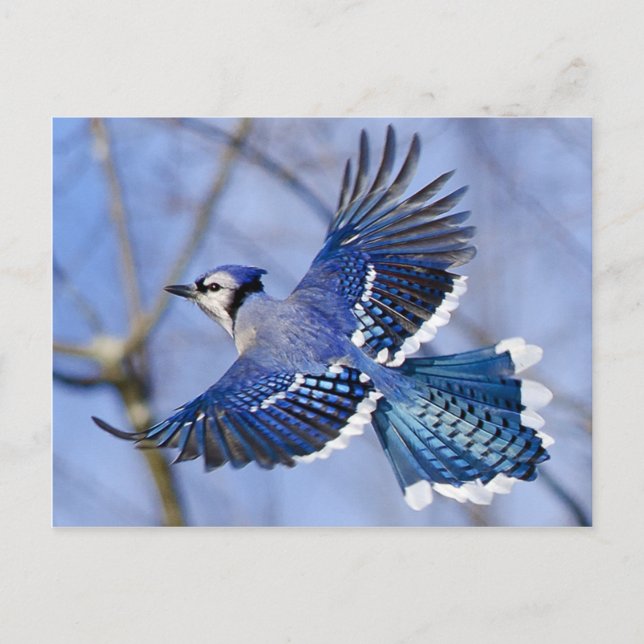Blue Jay i Flight Postcard Vykort (Framsida)