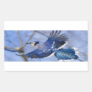 Blue Jay i Flight Sticker Rektangulärt Klistermärke