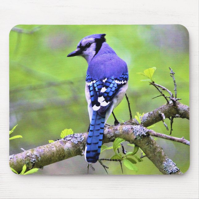 Blue Jay i Forest by Reay of Light Musmatta (Framsidan)