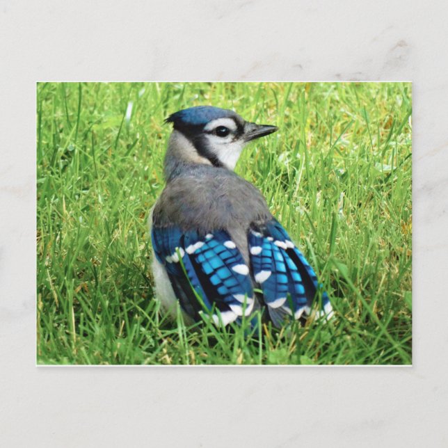 Blue Jay i Grass Vykort (Framsida)