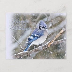 Blue Jay i Snö jul Helgdag Helg Vykort