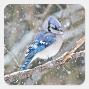 Blue Jay i Snowstorm Fyrkantigt Klistermärke