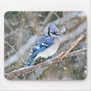 Blue Jay i Snowstorm Musmatta