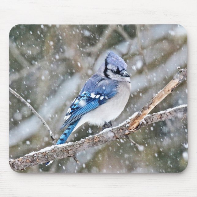 Blue Jay i Snowstorm Musmatta (Framsidan)