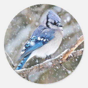 Blue Jay i Snowstorm Runt Klistermärke