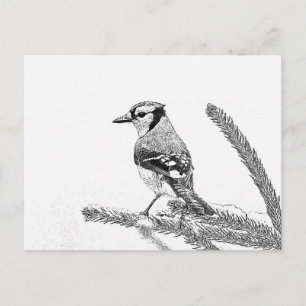 Blue Jay i Winter Sketch Vykort