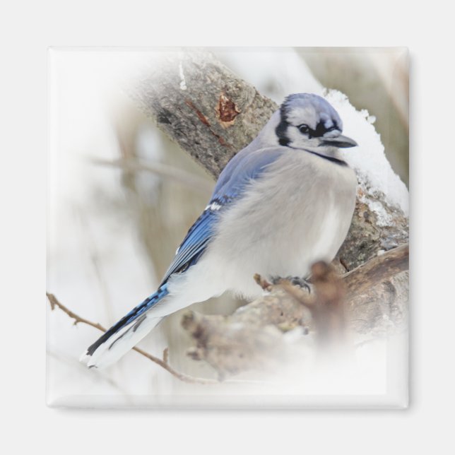 Blue Jay i Winter Snö Magnet (Framsidan)