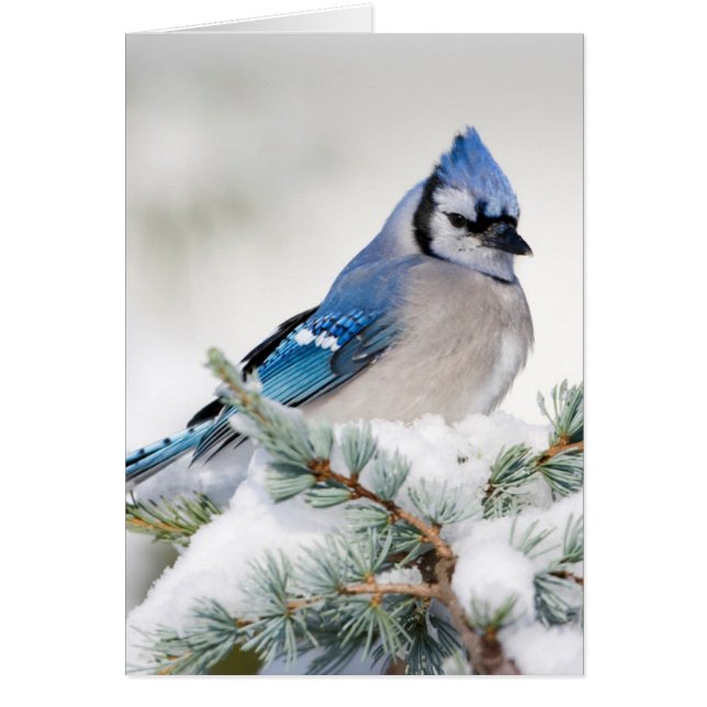 Blue Jay in Blue Atlas Cedar Hälsningskort (Framsidan)