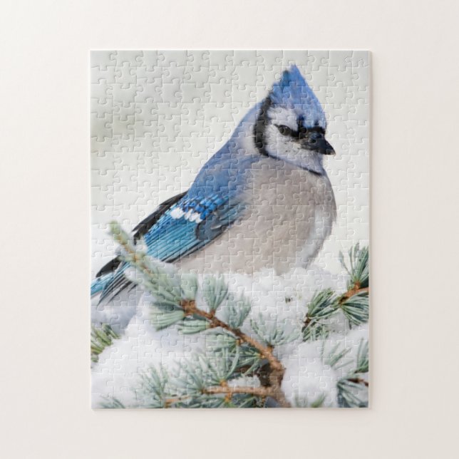 Blue Jay in Blue Atlas Cedar Pussel (Vertikal)