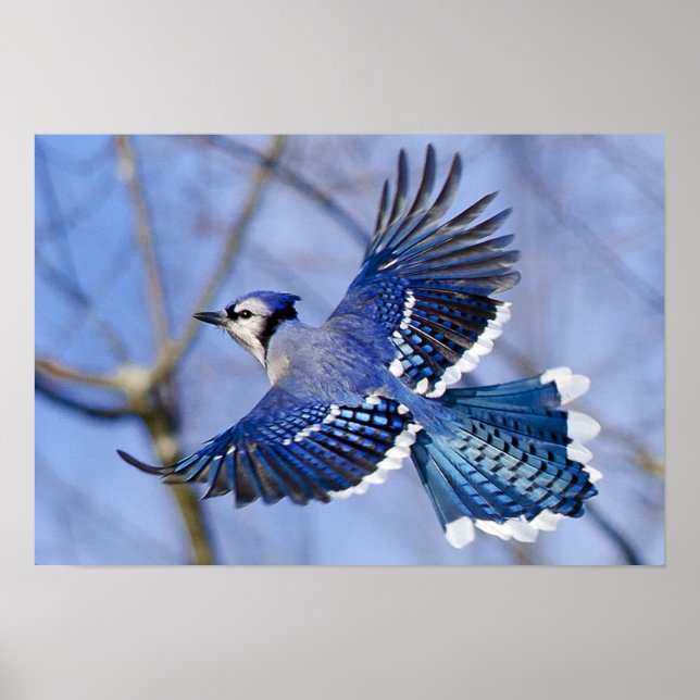Blue Jay in Flight Poster (Framsidan)