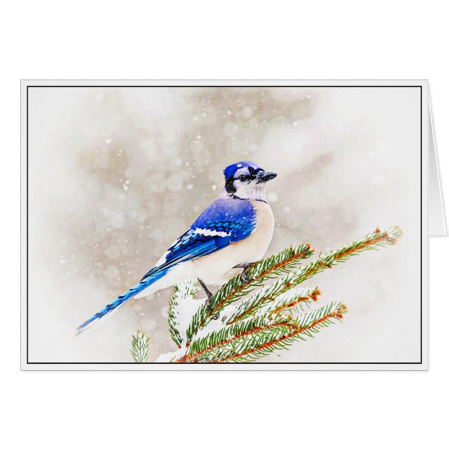 Blue Jay in Winter Hälsningskort (Framsidan Horizontal)