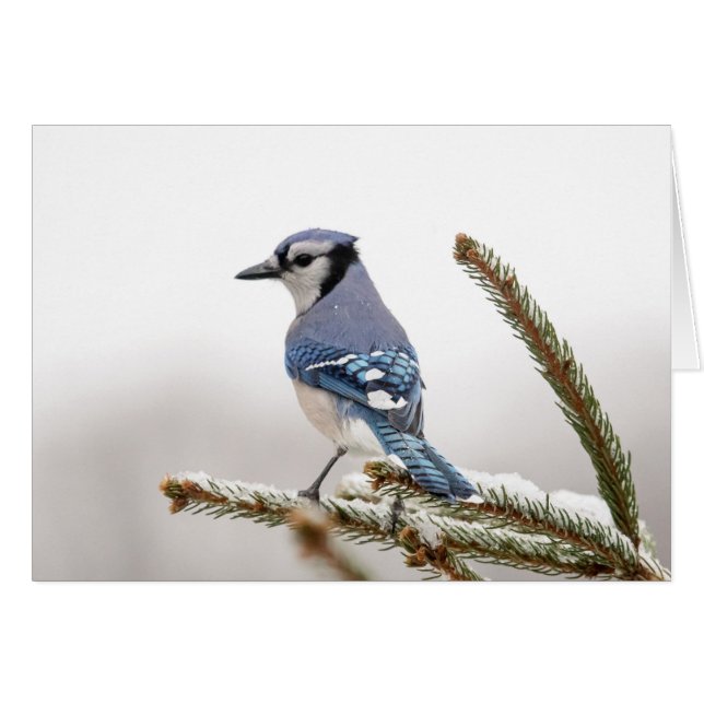 Blue Jay in Winter Hälsningskort (Framsidan Horizontal)