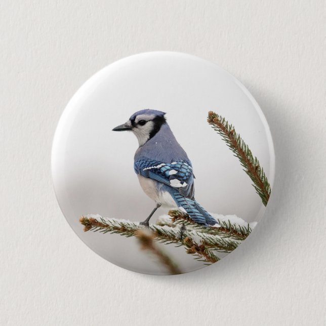 Blue Jay in Winter Knapp (Framsida)