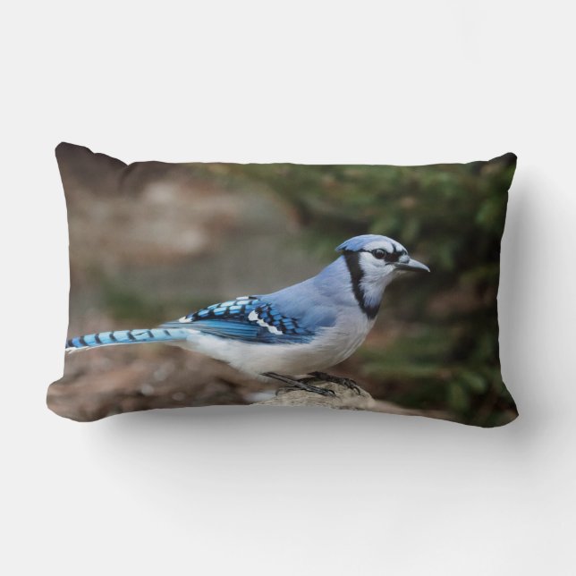 Blue Jay in Winter Lumbarkudde (Framsida)