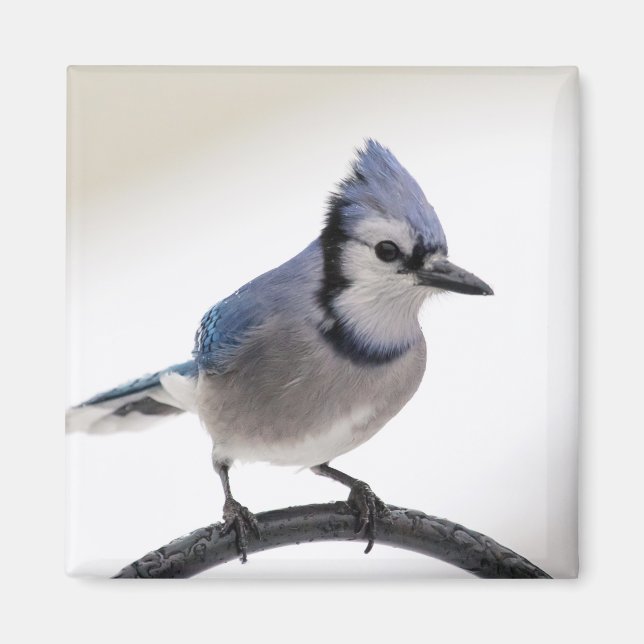 Blue Jay in Winter Magnet (Framsidan)