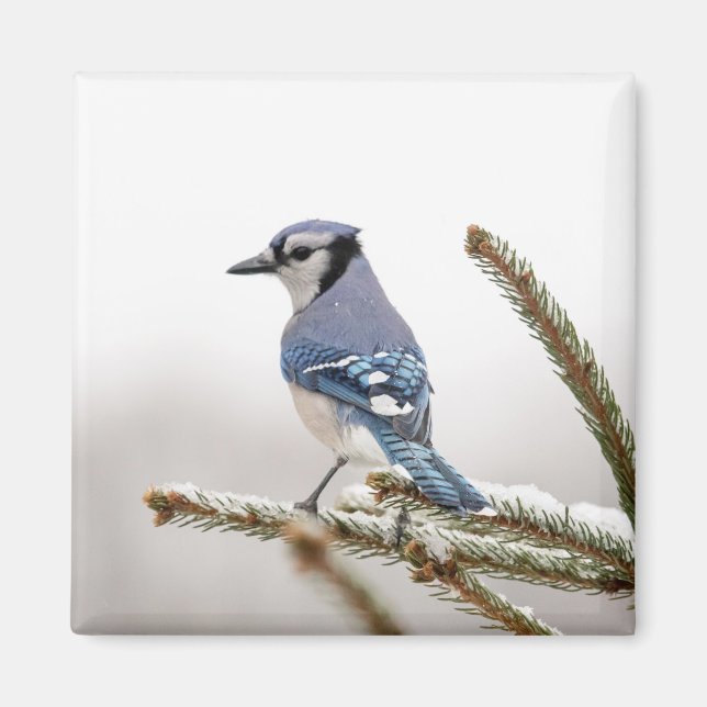Blue Jay in Winter Magnet (Framsidan)
