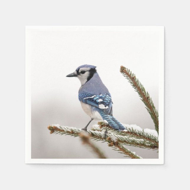 Blue Jay in Winter Pappersservett (Framsidan)
